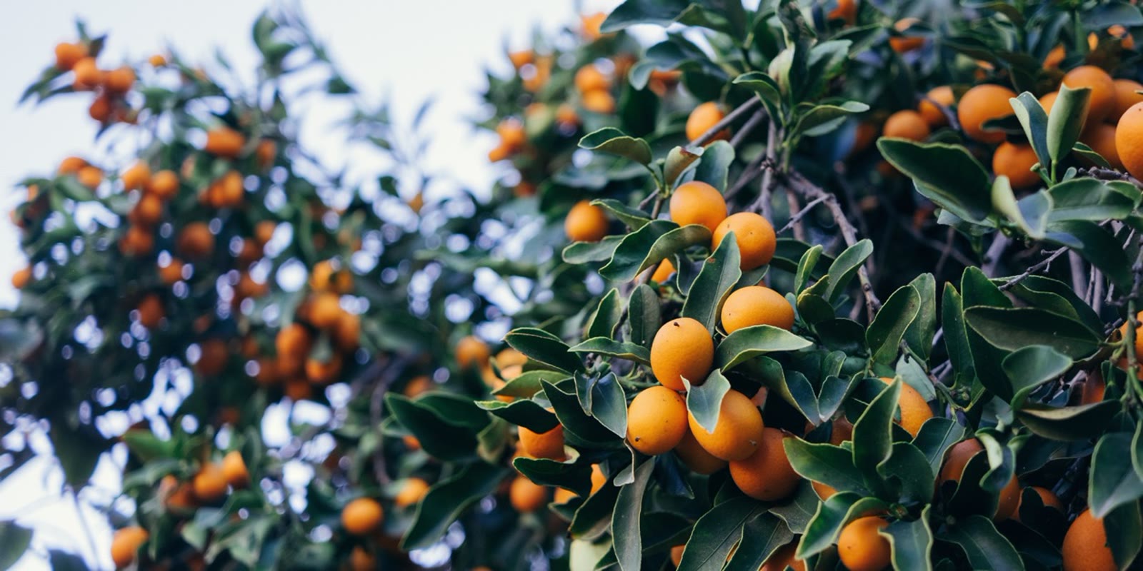 Orangenbäume mit reifen Früchten auf Syros
